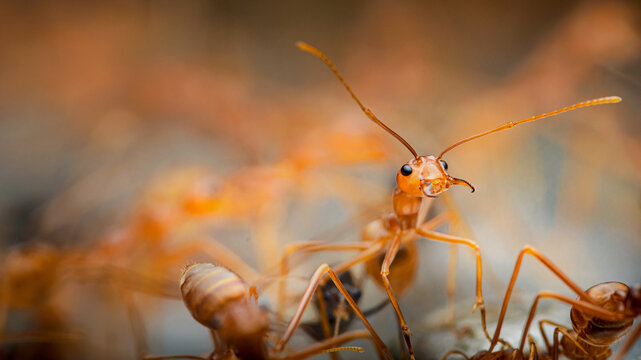 Red ant head close up showing antennae