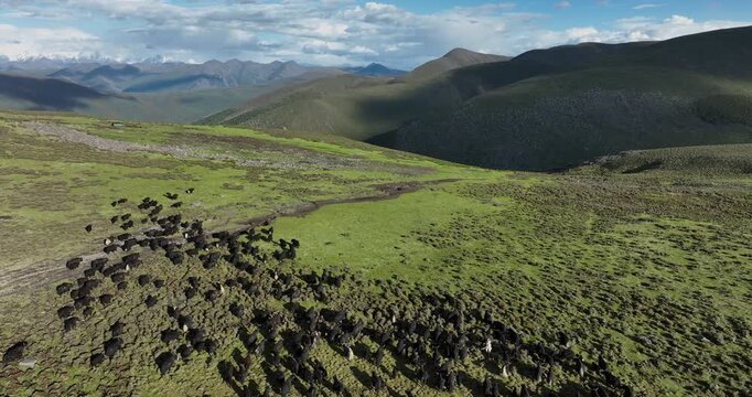 Many Tibetan yak and beautiful landscape of Minya konka mountain in Sichuan, China