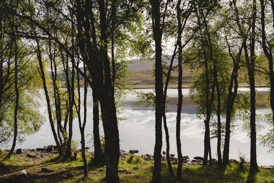 Beautiful view of lake in forest