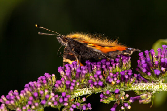 Small Tortoiseshell Butterfly Aglais urticae