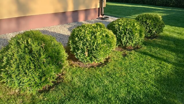 Row of green globose thuja Danica bushes in a neat backyard landscape design near a residential house wall with gravel and green lawn.