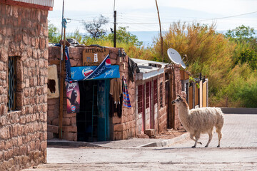 Fototapeta premium A llama stands on a quiet street outside a stone artisan shop in a small Andean village of northern Chile