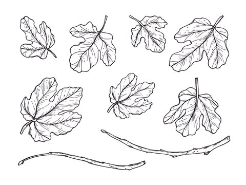 Set of fig leaves and branches vector isolated illustration. Hand drawn botanical elements ink sketch. Etching drawing of foliage for natural design, eco lifestyle, herbal medicine,