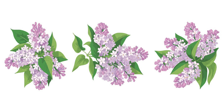 Top View Matthiola Incana Plant with Purple Lilac Flowers Isolated Transparent Vector Illustration