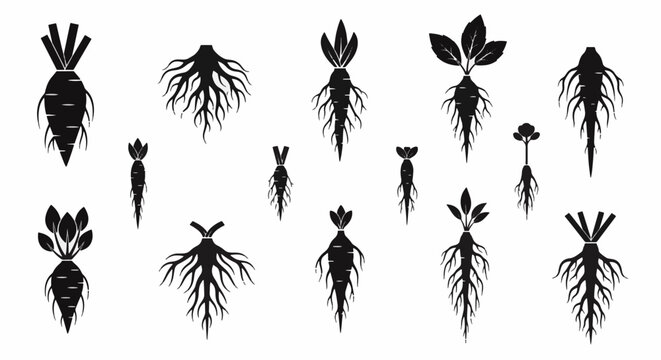 Set of flat black solid root icons featuring various biological plant roots, underground tree root systems, and botanical root shapes isolated on a white background for vector design.