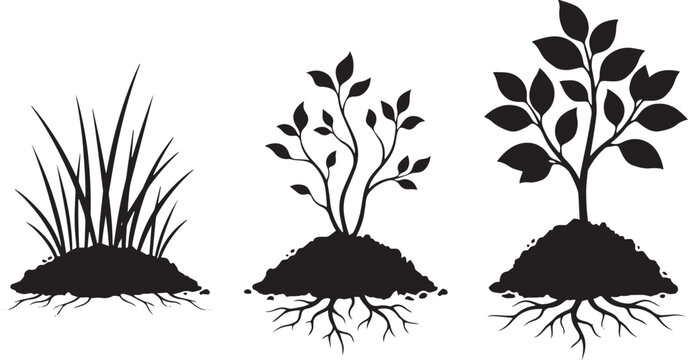 Three stages of plant growth, from grass seedling to small tree, with visible root systems in soil, illustrated in silhouette