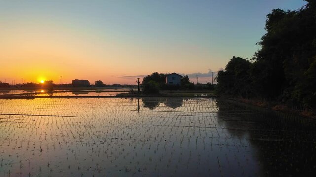 田植えを終えた田んぼに美しい太陽が昇る(関東の5月)