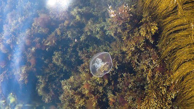 Moon jellyfish swimming gracefully finding a healthy ecosystem among various types of kelp and marine algae, showcasing vibrant underwater plant life and ocean biodiversity