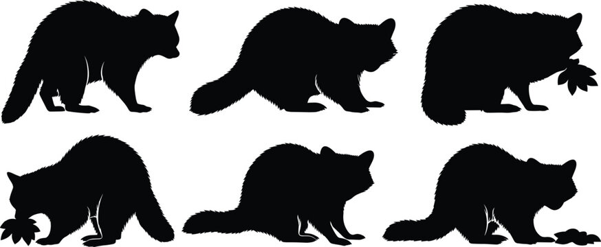 Wild raccoon mammal black silhouette vector set featuring various foraging and crawling animal shapes isolated on transparent background