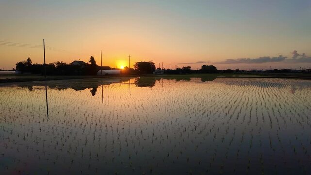 田植えを終えた田んぼに美しい太陽が昇る(関東の5月)