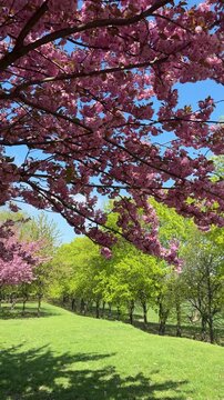Pink blooming sakura cherry brunches swaying in the wind in green city park. Spring in big city, city park during blooming season. Park Tadeusha Mazovieskiego in Poznan, Poland