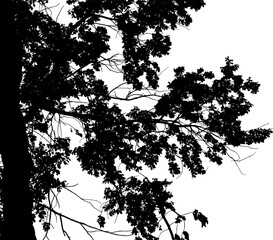 Obraz premium Vector illustration of a natural large oak branch