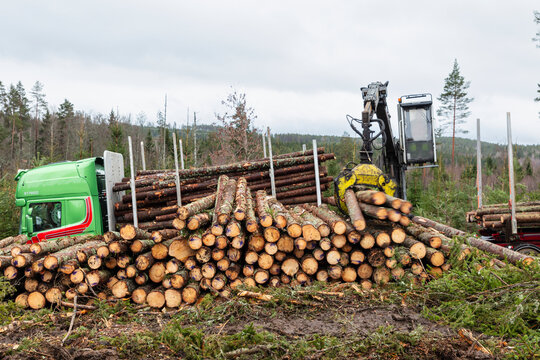 Feller buncher loading logs in truck at lumberyard