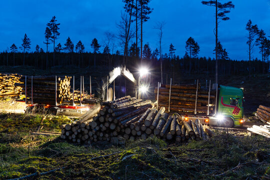 Feller buncher loading logs in truck at night