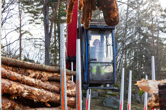 Woman operating feller buncher at lumberyard