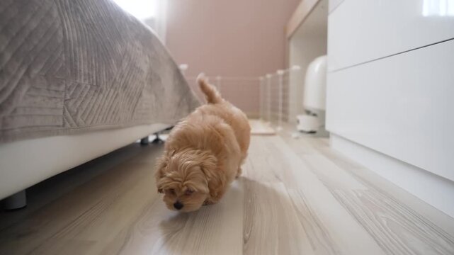 Small adorable puppy with light brown fur walks curiously towards camera on wooden floor in cozy room. Cute dog sniffs ground as it explores home environment. Low angle shot