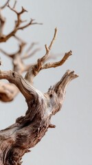 Fototapeta premium Close-up of intricate, textured driftwood with natural curves and branches.