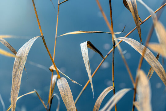 Close-up shot of dry grass at water's edge