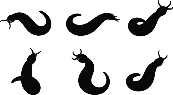 Leech insect silhouette vector collection featuring various crawling bloodsucker worm shapes isolated on transparent background