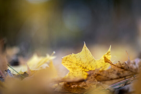 Close-up shot of maple leaf fallen on ground