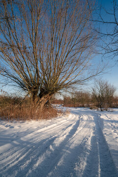Beautiful winter landscape with a massive old willow tree standing by a snow-covered path. Cold sunny day with a clear blue sky and soft sunlight illuminating the snow.