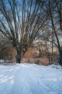 Beautiful winter landscape with a massive old willow tree standing by a snow-covered path. Cold sunny day with a clear blue sky and soft sunlight illuminating the snow.
