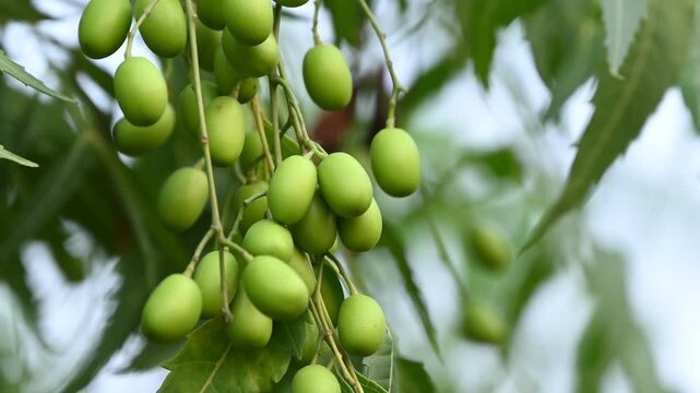 Fresh Neem fruit on tree with leaf on nature background, A leaves of neem tree and fruits growing natural medicinal. Azadirachta indica