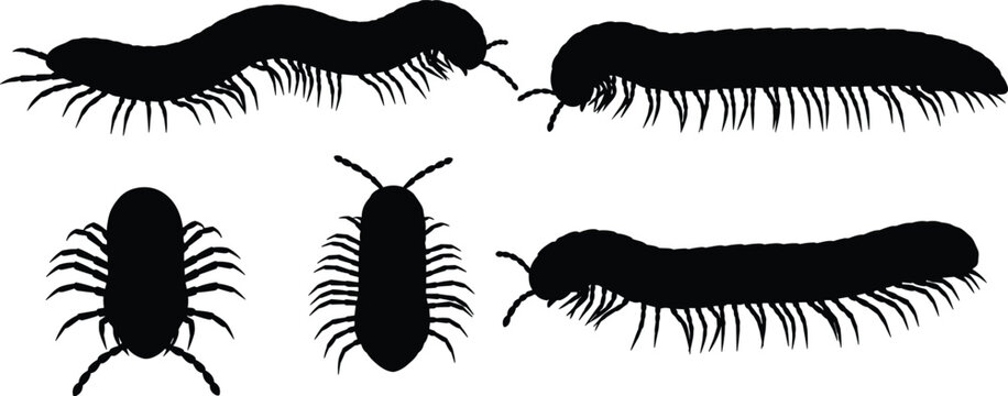 Millipede insect silhouette vector graphics set featuring multi legged crawling bugs isolated on transparent background