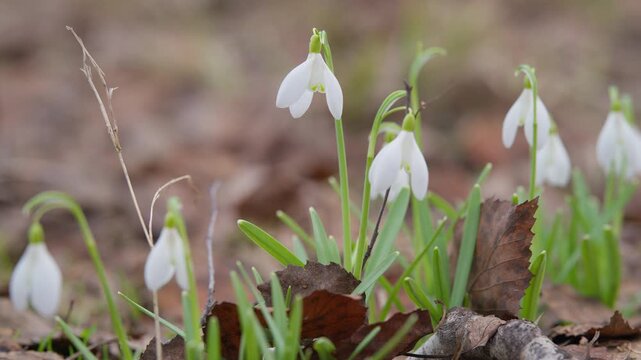 Snowdrops bloom softly. White flowers emerge amidst leaves. Delicate snowdrops appear among woodland litter. Early spring snowdrop blossoms with gentle dew visible closeup