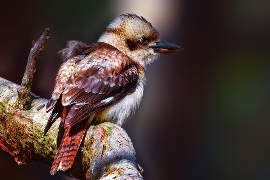 laughing kookaburra (Dacelo novaeguineae) Queensland , Australia
