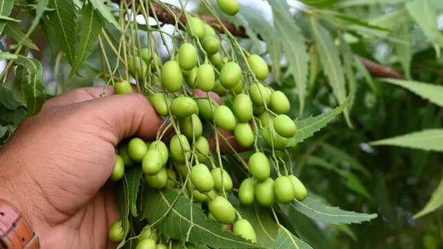 Fresh Neem fruit on tree with leaf on nature background, A leaves of neem tree and fruits growing natural medicinal. Azadirachta indica