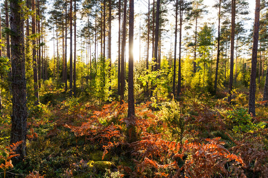 Tranquil scene of sunlight shining through trees in forest