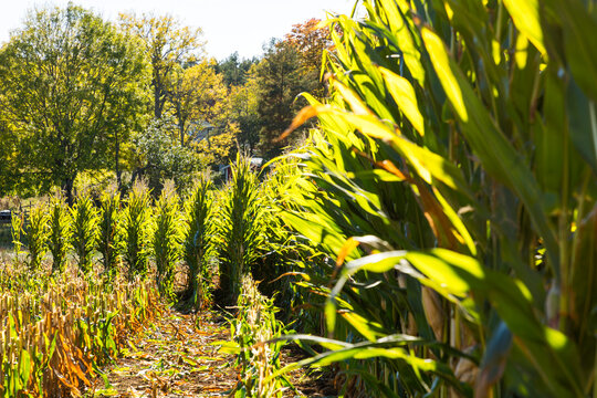 Fresh corn field on sunny day