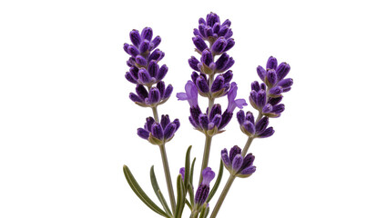 Fototapeta premium Purple lavender sprigs with green leaves, isolated on transparent background