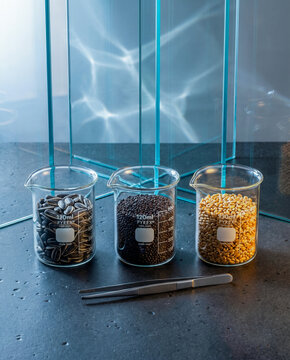 A prestigious vertical still life showing three Pyrex glass beakers with sunflower, rapeseed, and wheat samples in front of reflective glass panes.