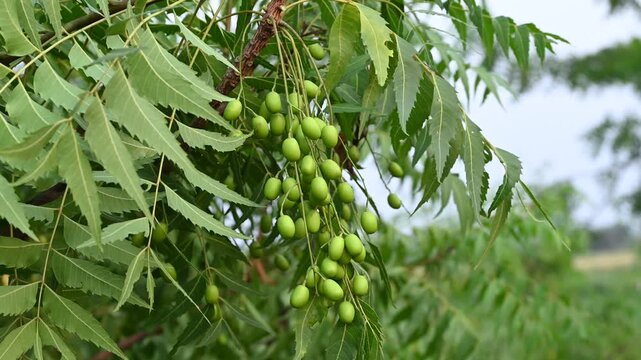 Fresh Neem fruit on tree with leaf on nature background, A leaves of neem tree and fruits growing natural medicinal. Azadirachta indica