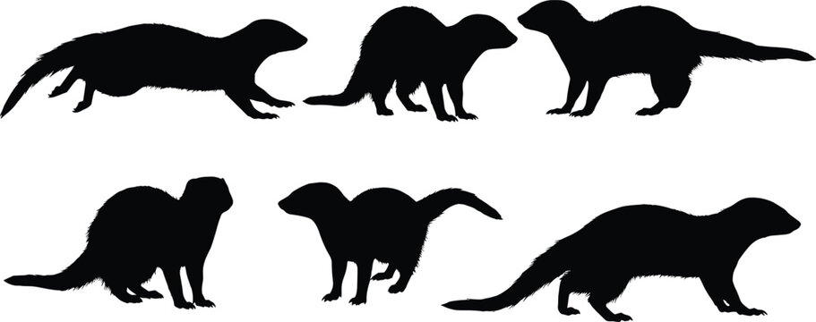 Mongoose silhouettes collection vector illustration of wild carnivorous mammals running standing and crawling isolated on transparent background