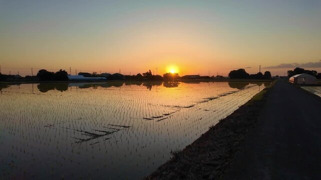 田植えを終えた田んぼの風景「うっすらと朝焼けが水田に映る」(関東の5月)