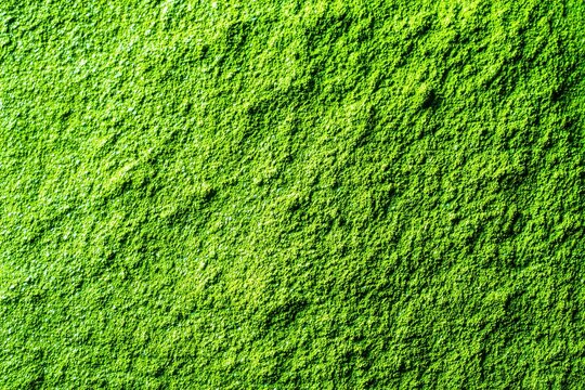 A vibrant green textured surface with a natural and serene appearance