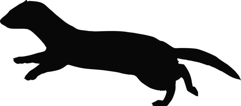 Wild weasel running animal black silhouette vector graphics element with dynamic crawling mustelid shape isolated on transparent background