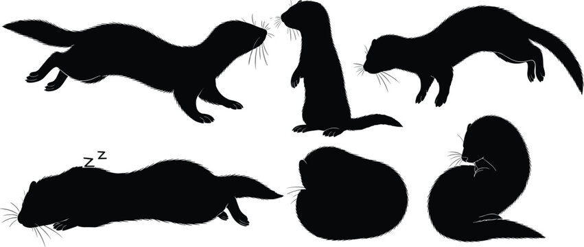 Wild mink animal black silhouette vector set featuring running and sleeping mustelid shapes isolated on transparent background