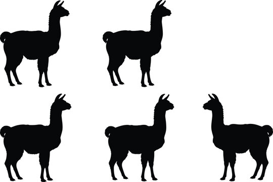 Llama farm animal black silhouette vector pack featuring various standing camelid wildlife shapes isolated on transparent background