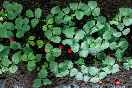 Close up overhead view of healthy green strawberry plants with small red fruits emerging from the da