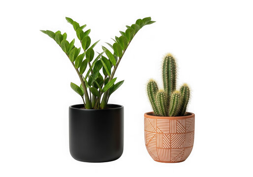 Green zamioculcas plant and small cactus in decorative pots