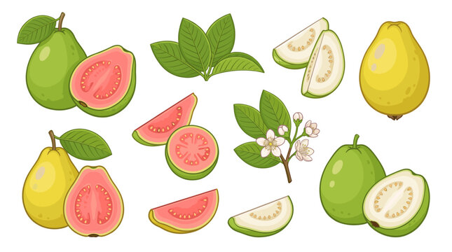 Colorful fresh tropical guava vector illustration set. Yellow and green whole fruits, pink flesh slices, half cuts, green leaves and blooming flowers.