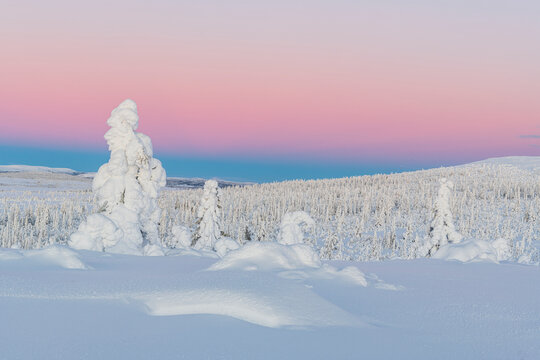 View of snow capped trees against idyllic sky during winter season