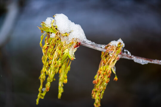 Close-up of fresh boxelder maple catkins covered with a layer of white late spring snow, contrasting cold winter elements with tender emerging greenery on a blurred natural background