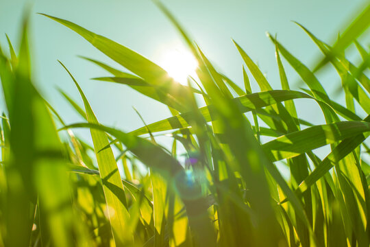 Low angle shot of fresh green grass blades blowing in the wind against a clear bright sky. Beautiful spring nature background with soft sun flare, environmental sustainability, eco friendly, growth