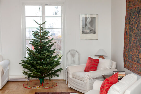 Undecorated Christmas tree near armchairs in living room of house