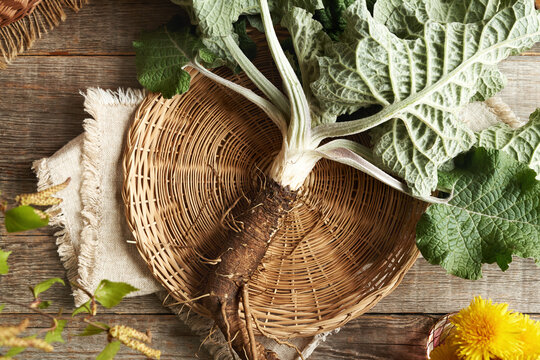 Fresh burdock root on a table, top view